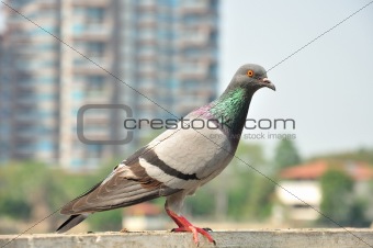 pigeon sitting on the old street fence