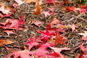 Red platanus leaves