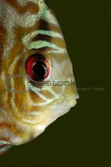 Blue discus fish