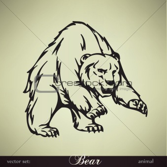 Bear vector illustration