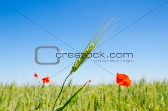green barley and red poppy