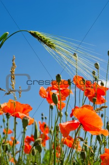 red poppy and green barley