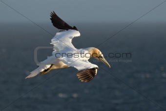 A gannet is flying