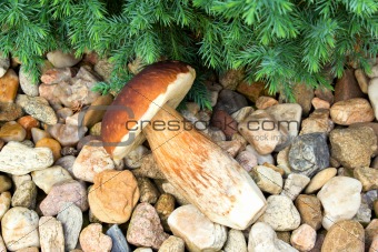 boletus founded in forest