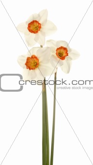 Three stems of pink and white daffodis
