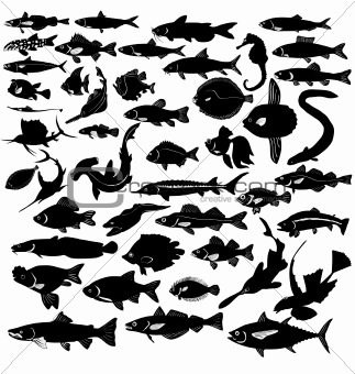The set of silhouettes of the different fishes