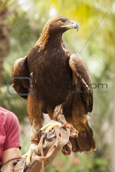 Handler with Beautiful California Golden Eagle Against Foliage Background.