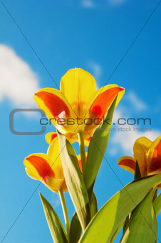 Red-yellow tulips on a background of the blue sky