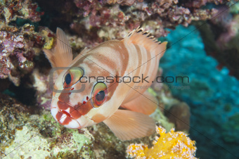 Closeup of blacktip grouper on reef