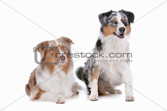 Two Australian Shepherd dogs