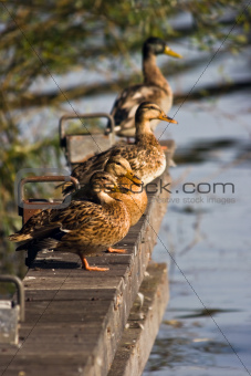 Landing-stage with four wild ducks in summer