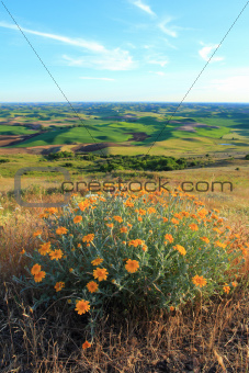 Palouse with Yellow Wildflowers