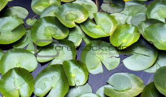 Leaves of aquatic plants