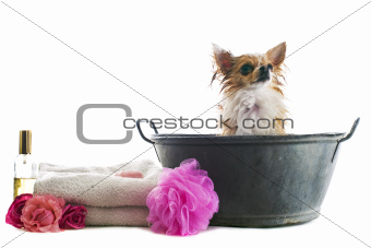 bath for chihuahua