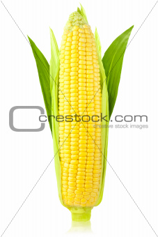 Ear of Corn / vertical /  isolated on a white background 