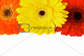 Red, Orange and Yellow gerbera flowers