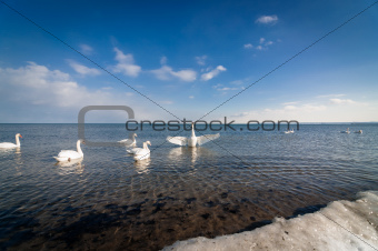 Swans at the Shore in Winter