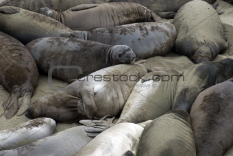 Beach of Seals