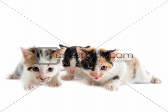 young kittens