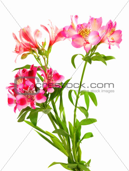 Bouquet of lilies (alstroemeria)