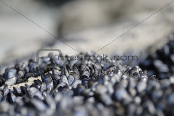 Macro Mussels on Rock.