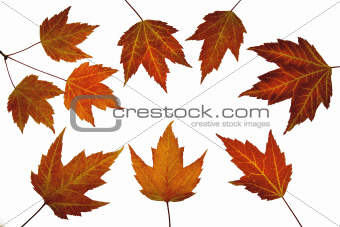 Red Maple Leaves in Fall