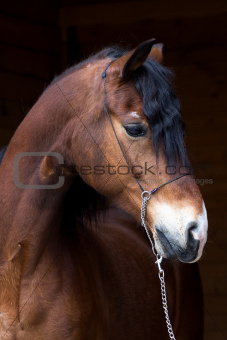 Portrait of dark bay horse