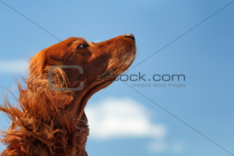 Red dog on sky