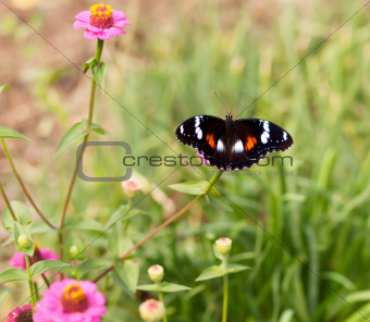 Common eggfly nymph Australian butterfly on pink flowers