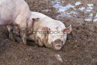 Two pigs in mud