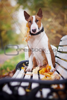 The red bull terrier sits on a bench
