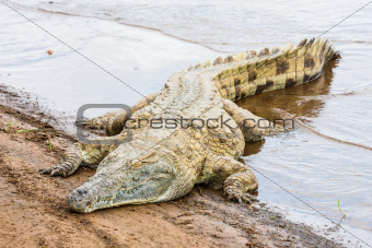 Kenya crocodile