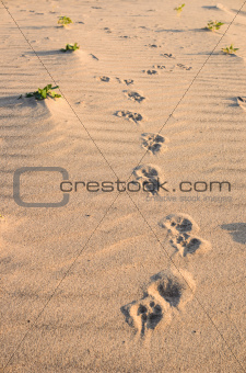Dogs track in sand