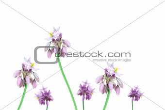 Australian Wild flowers vanilla lily Sowerbaea juncea