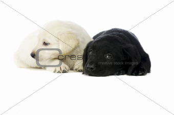 Golden and black Labrador Puppies
