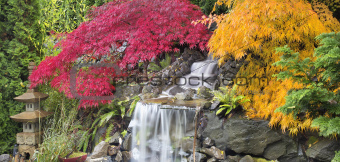 Waterfall with Japanese Maple Trees in Fall Panorama
