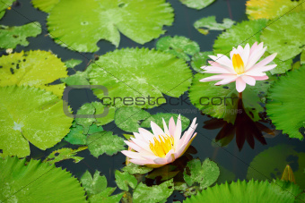 Pink water lilies and leaves in a pond