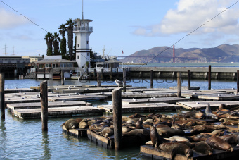 This is PIER 39 and the sea lions