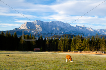 young alpine cow on pasture
