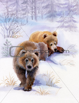 brown bears in the snow