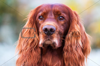 red Dog portrait