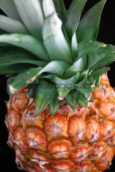 Pineapple Closeup on Black