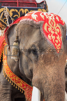 thai elephant
