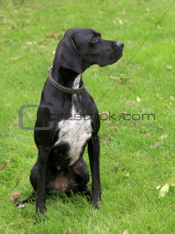 Black english pointer dog