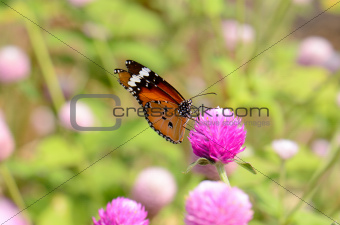 Plain Tiger butterfly (Danaus chrysippus)