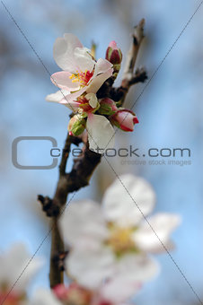 almond tree bud and flower