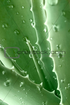 aloe plant,a close-up with drops