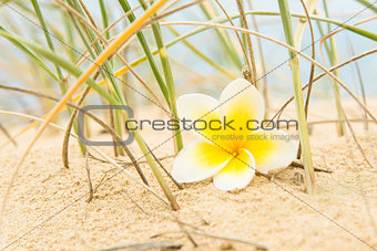 Flower and beach grass