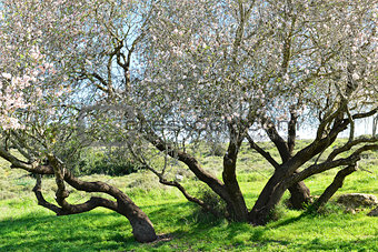 Big almond tree in bloom