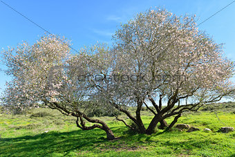 Old almond tree in bloom